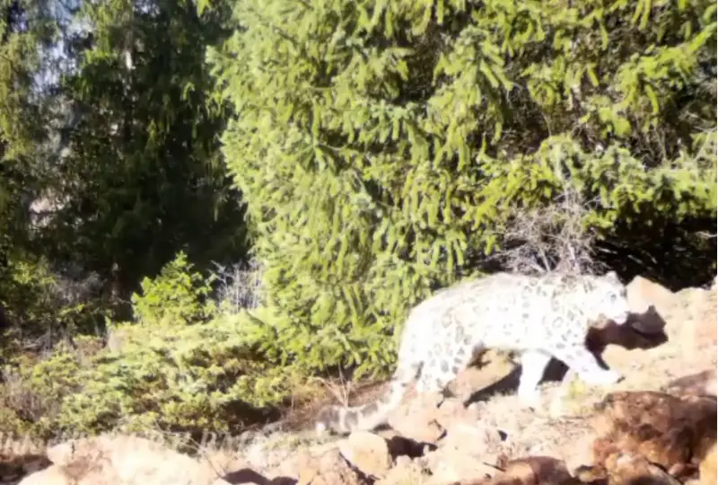 Снежные барсы попали на кадры фотоловушки в нацпарке «Кольсайские озера»
