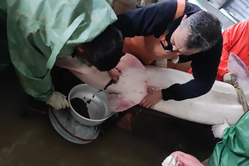 اتىراۋلىقتار اۋلاعان الىپ بالىقتان 35 كەلى ۋىلدىرىق الىندى