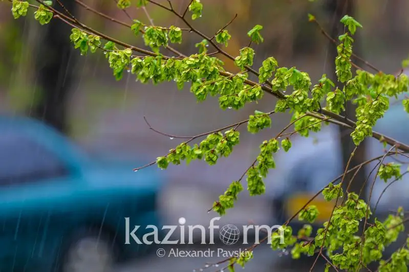 Яқин уч кунда совуқ туша бошлайди