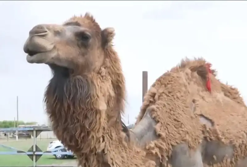 Туялар илк бор Қарағанди вилоятининг Бухар-Жирау туманида етиштириляпти