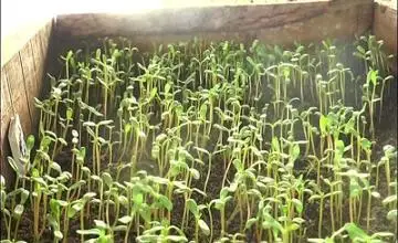 Хитой сабзавот ва кўкат уруғларига талаб ортиб бормоқда