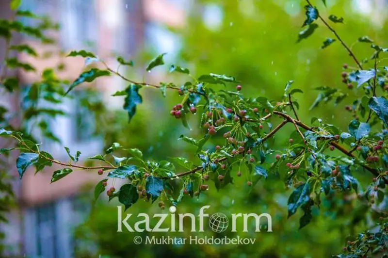 Қозоғистонда яқин уч кун ичида ҳаво салқин бўлади