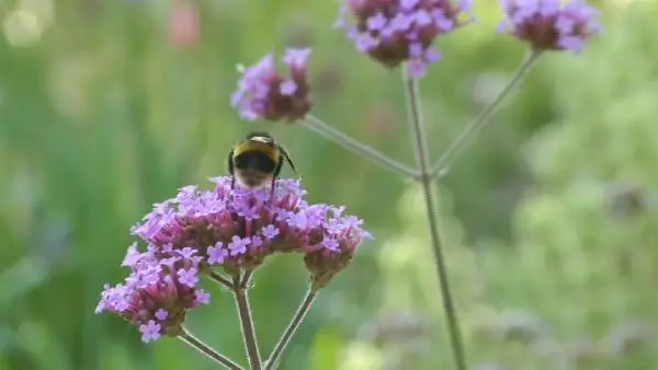 تابيعات ەرلەرگە رەڭ اجىراتۋ مۇمکىندىگىن بەرمەگەن
