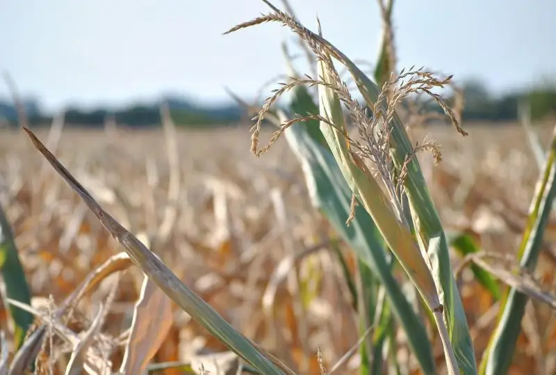 Июл ойида Қозоғистоннинг икки вилоятида қурғоқчилик бўлиши мумкин