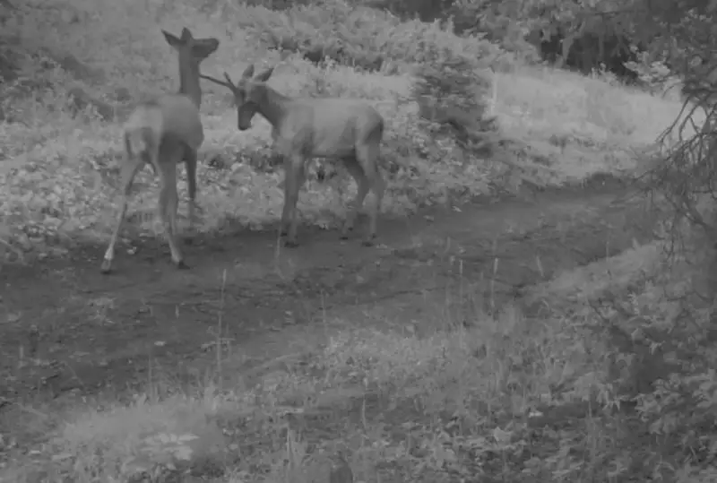 Маралы попали в фотоловушку в Алматинской области