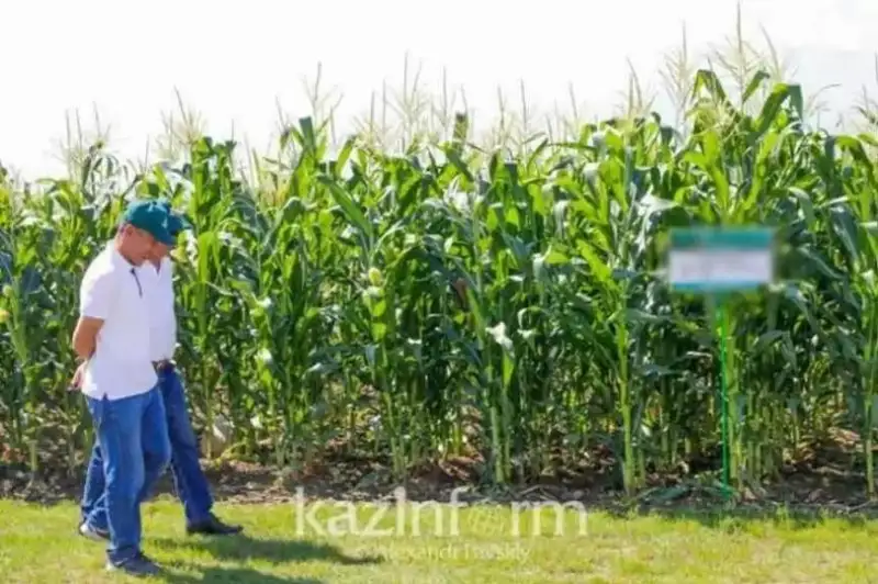 Чет элликлар Қозоғистонда қандай мавсумий ишларга жалб қилинади