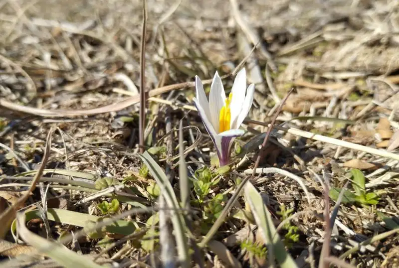 Туркистон вилоятида бойчечак гуллади
