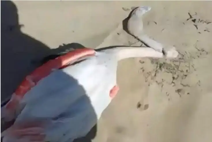 ماڭعىستاۋدا قوقيقازداردىڭ نەدەن قىرىلعانى بەلگىلى بولدى