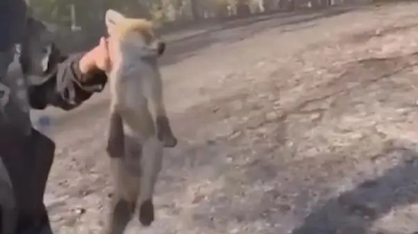 سەمەي ورمانىنداعى ورتتەن تۇلكى كۇشىگى ءتىرى قالدى