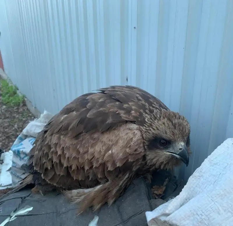 وسكەمەن تۇرعىنى بۇركىتتىڭ جارالى بالاپانىن قۇتقاردى