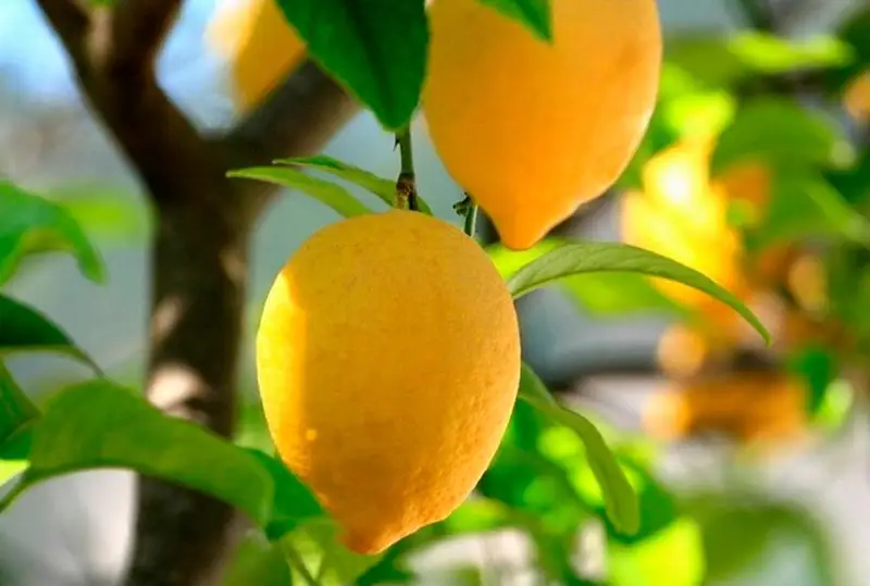 Сариағашлик боғбон иссиқхонада лимон ва банан етиштирмоқда