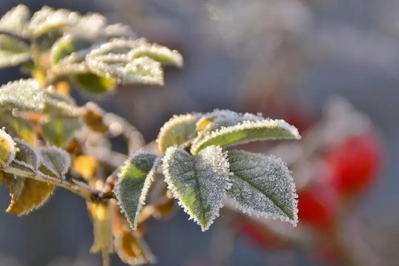 نۇر-سۇلتاندا 3 گرادۋس ۇسىك جۇرەدى