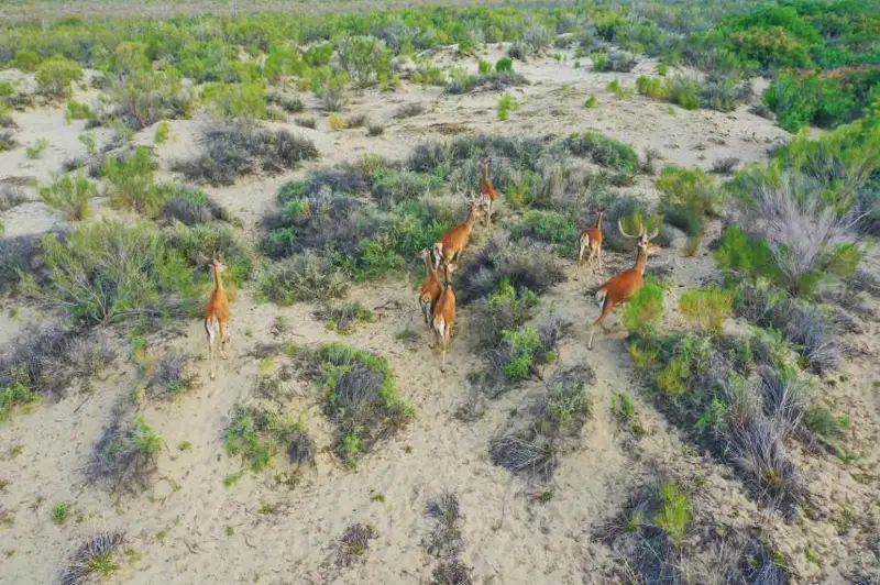 Или-Балқаш қўриқхонасига Бухоро буғулари қўйиб юборилди