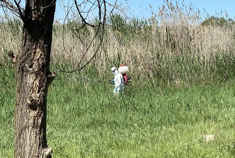 قونايەۆ قالاسىندا ماساعا قارسى وڭدەۋ جۇمىستارى باستالدى