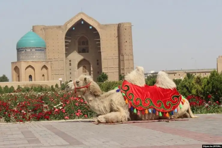 ادامنان كوپ تابادى. تۇركىستاندىق ميلليونەر تۇيەنىڭ تابىسى جۇرتتى تاڭعالدىردى