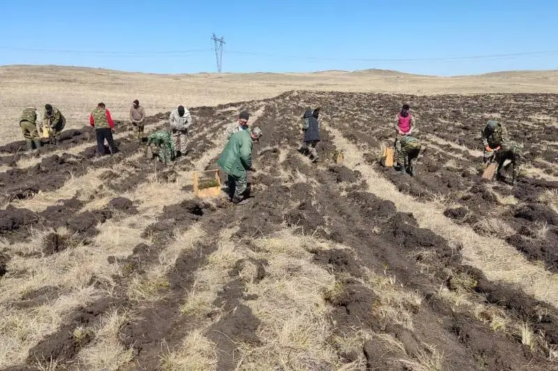 Более 550 тыс. саженцев посадят в заповеднике «Бурабай»