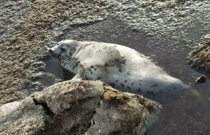 生态部正在对里海海豹集体死亡开展调查