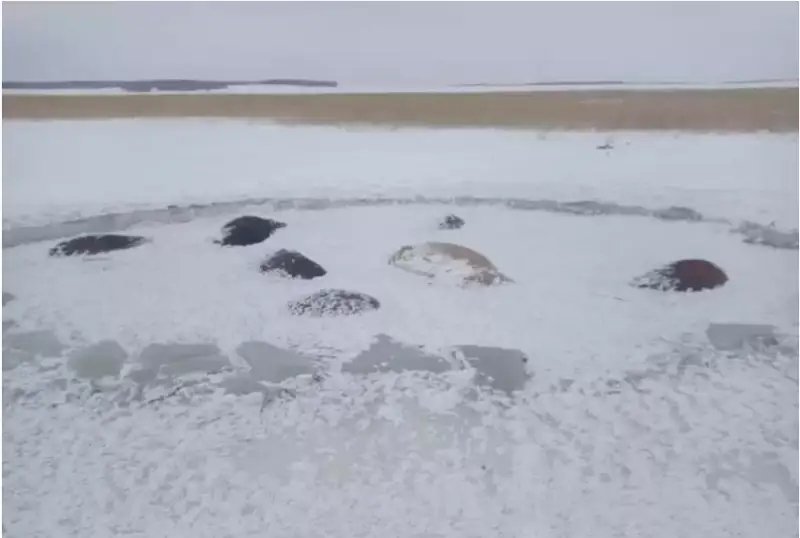 سولتۇستىك قازاقستاندا 50 جىلقى مۇزعا باتىپ ءولدى