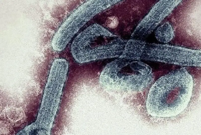 Гана ҳалокатли Марбург вирусининг иккита ҳолатини тасдиқлади