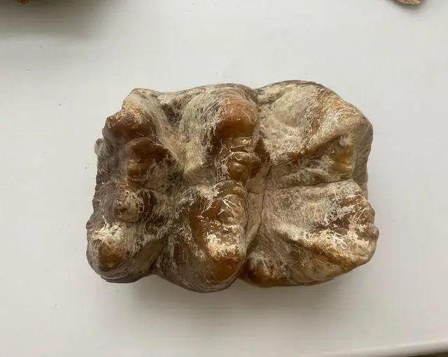 ماستودونتتىڭ ءتىسى