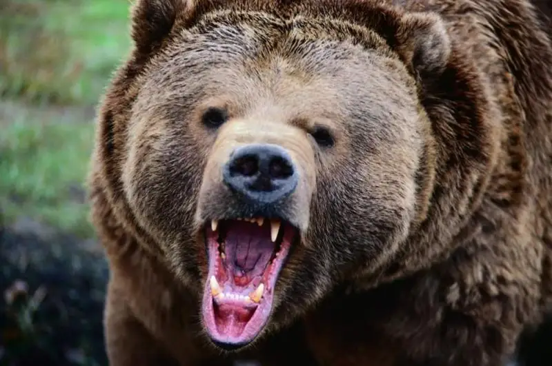 Японияда қурувчиларга айиқ ҳужум қилди