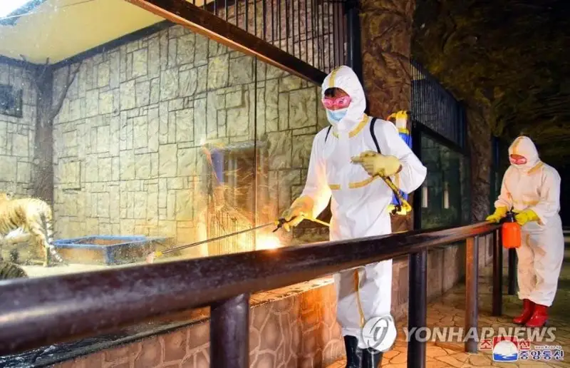 朝鲜新增病例低于10万 医生提醒服药副作用