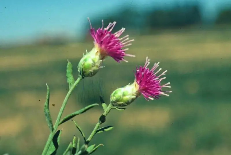 س ق و- نىڭ 11 اۋدانىندا ارامشوپكە قاتىستى كارانتين ايماقتارى بەكىتىلدى