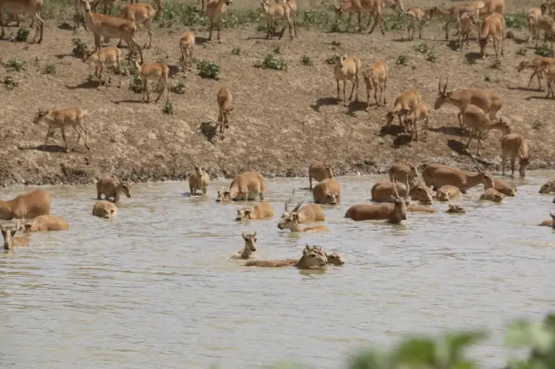 اقبوكەندەر ميلليون گەكتار جايىلىمدى تاپتاپ تاستاعان