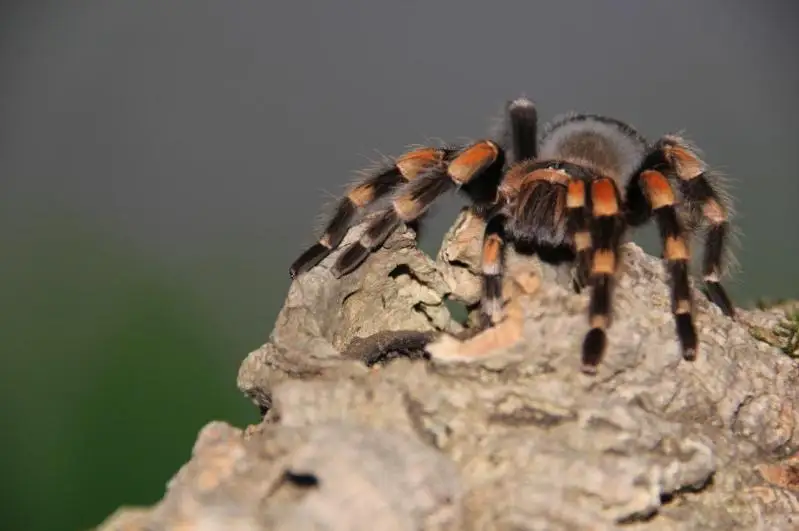 Қозоғистон фуқароси 40 га яқин экзотик ҳашаротларни ўстиради