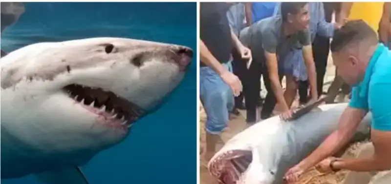 ەگيپەتتە جىگىتتى جەپ قويعان اكۋلانى سويعان دارىگەرلەر قورقىنىشتى مالىمەتتەردى ايتتى