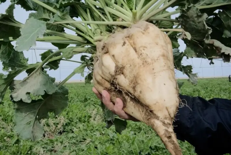 Ҳокимликлар билан қанд лавлаги етиштириш ҳажмини ошириш бўйича ишлар олиб борилмоқда – ҚР Қишлоқ хўжалиги вазирлиги