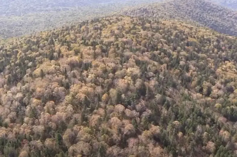 Хабаровск яқинида самолёт ҳалокатга учраган жойдан олинган видео эълон қилинди