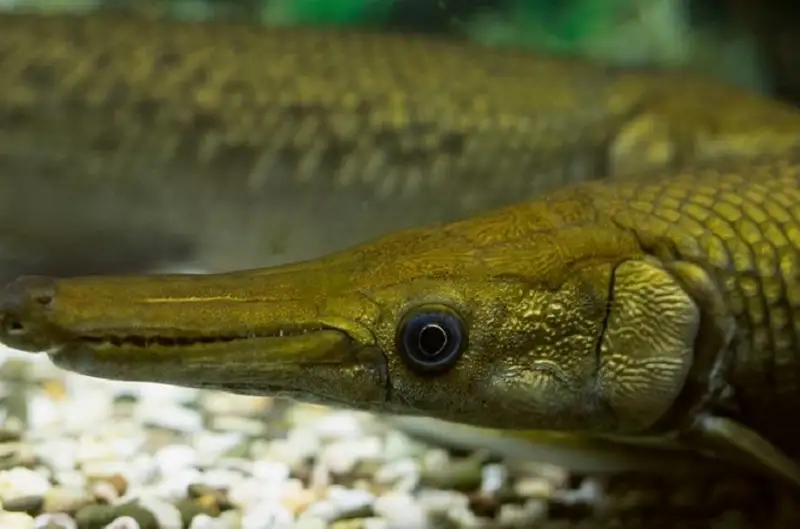 Найденный в Китае редкий вид рыбы угрожает экосистеме страны