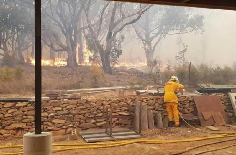 Австралиядаги ўрмон ёнғинларида юзлаб ҳайвонлар ҳалок бўлди