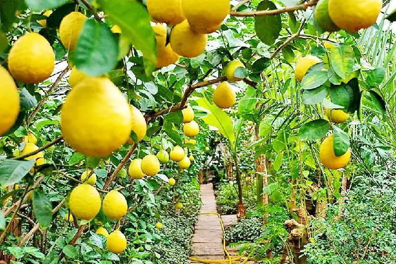 Ўзбекистон Қозоғистонга 10 ойида 1,2 тонна лимон экспорт қилган