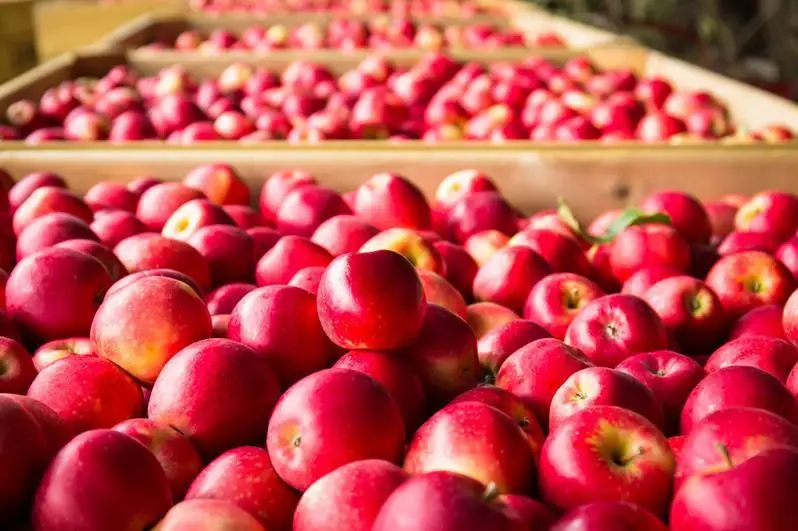 Ўзбекистон Қозоғистонга 5 минг тонна олма экпорт қилган