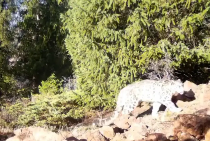 «Кўлсой кўллари» миллий боғида қор барслари фототузоққа тушди