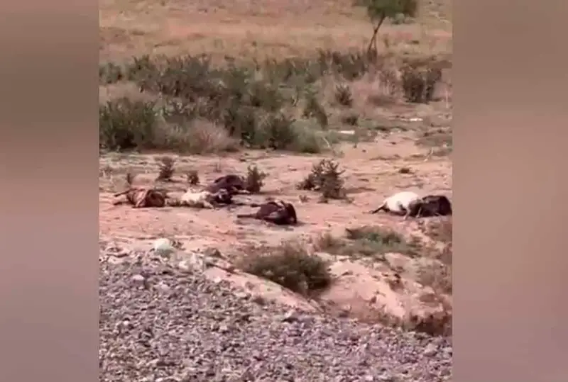 قىزىلاعاش سۋ قويماسىنىڭ ماڭىنان 60 ۇساق مالدىڭ ولەكسەسى تابىلدى