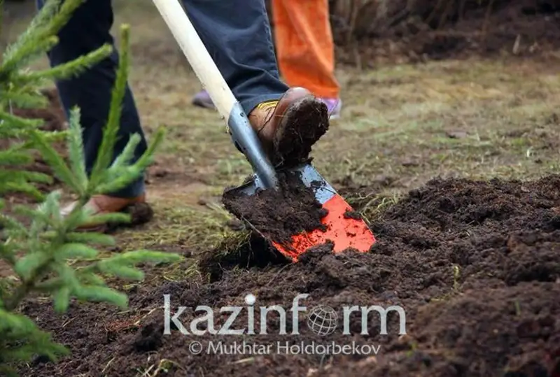 Бу йил Нур-Султанда 600 минг туп дарахт кўчати ўтқазилади