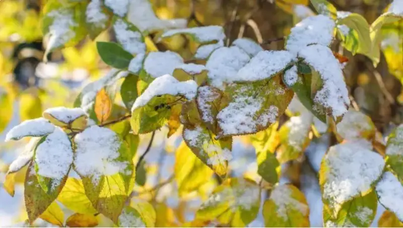 الداعى دەمالىس كۇندەرى اۋا رايى قانداي بولادى؟