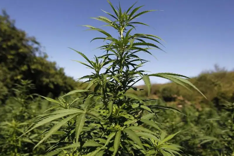 قىزىلوردادا تاعى ءبىر ءىرى ەسىرتكى القابى جويىلدى