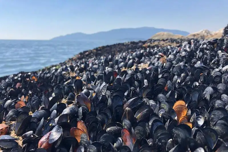 Канадада аномал иссиқдан миллиардлаб денгиз жонзотлари нобуд бўлди