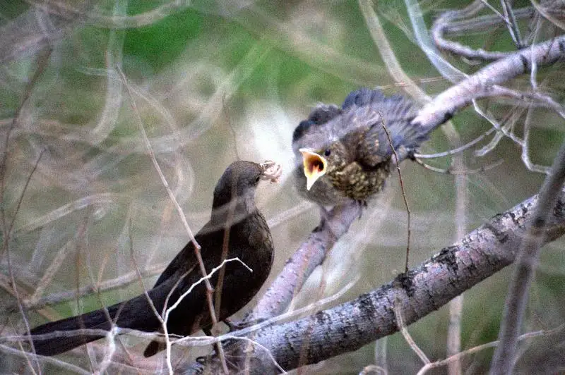 جىل باسىنىڭ قۇسى