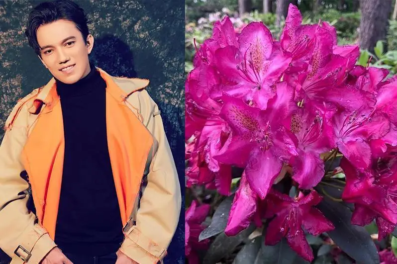 拉脱维亚人将新品种杜鹃花命名为“迪玛希”