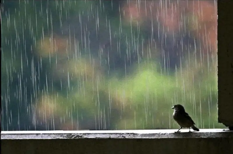 Дам олиш кунлари Қозоғистонда ёмғир ёғиб, момақалдироқ бўлиши кутилмоқда