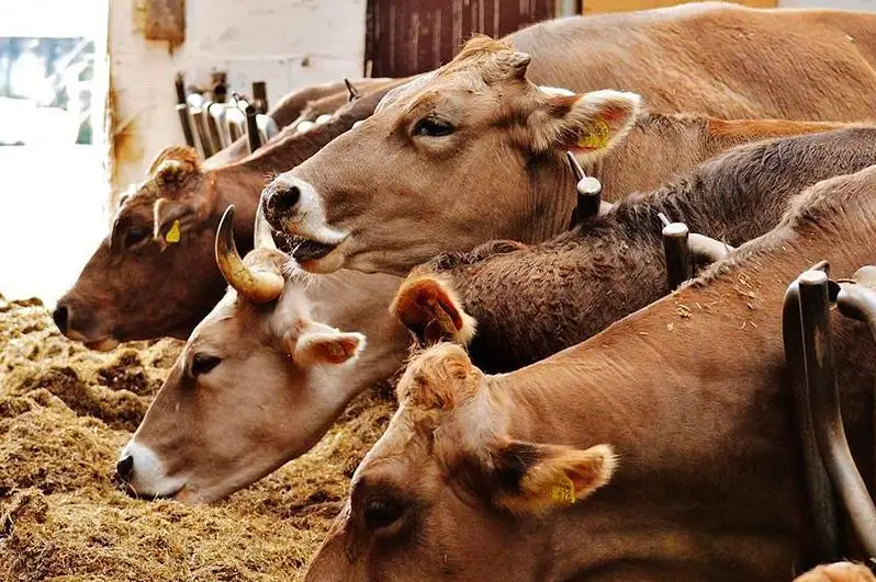 Бу йил чорвачилик ялпи маҳсулоти ҳажми 2,6 трлн тангага кўпаяди - вазир