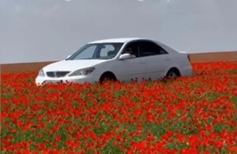 قىزىق ءۇشىن قىزعالداقتى كولىكپەن تاپتاعان سارىاعاش تۇرعىنى ۇستالدى