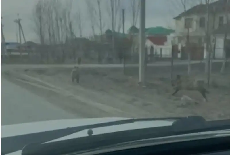 اتىراۋدىڭ ىرگەسىندەگى ەلدى مەكەندە جابايى قاباندار ءجۇر