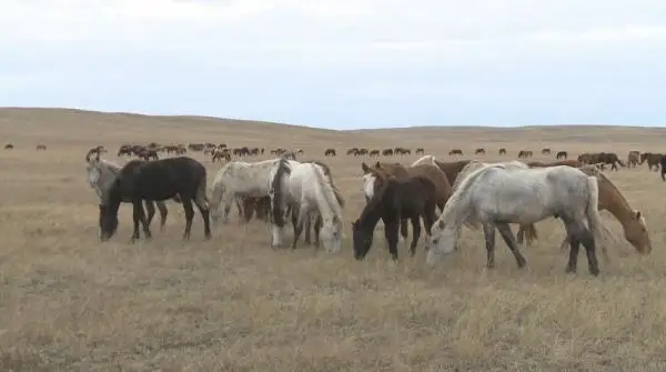 مال شارۋاشىلىعى وركەندەيدى - ەربول قاراشوكەيەۆ
