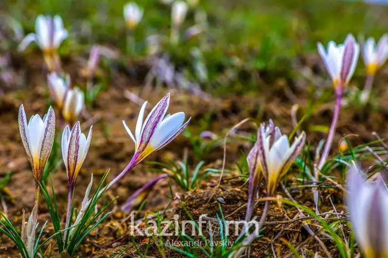 الداعى تاۋلىكتەردە كۇن 20 گرادۋسقا دەيىن جىلىنادى